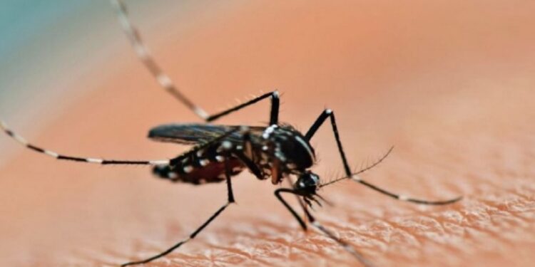 En una semana aumentaron un 252% los casos de dengue en el país