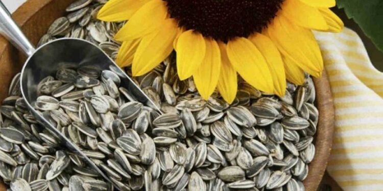 De la mano de India buscan que Argentina vuelva a posicionarse en la exportación de girasol