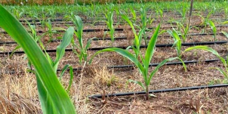 La inversión para la campaña agrícola 2023/24 será de 24.230 millones de dólares
