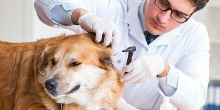 El Conicet creó una herramienta para vigilar un virus que afecta a perros y gatos