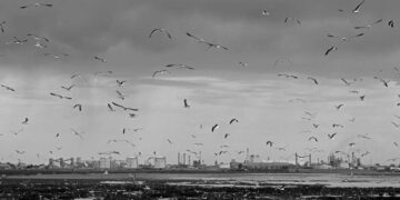 Reseña de FerroWhite luego del derrame de petróleo en la ría