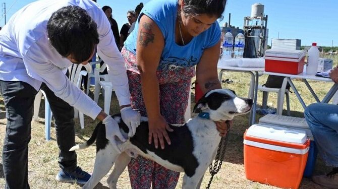 Vacunación antirrábica y móviles de castración – semana del 11 al 17 de mayo