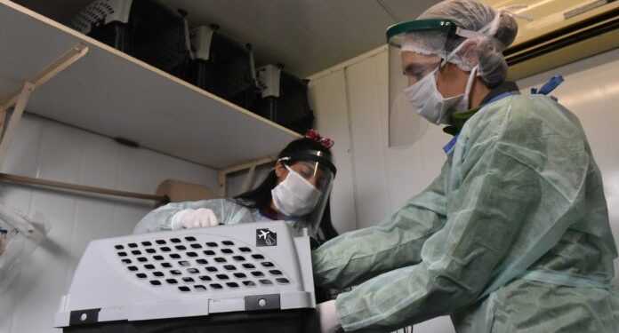 Veterinaria – cronograma de atención en la primera semana de agosto